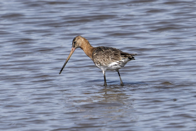 GruttoBlack-tailed Godwit