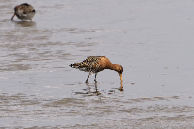 IJslandse GruttoIcelandic Black-tailed Godwit