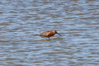 Rosse GruttoBar-tailed Godwit