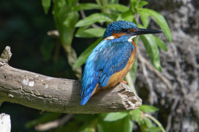 IJsvogel /mKingfisher /m