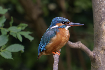 IJsvogel /vKingfisher /f