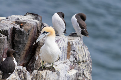 Jan van GentGannet