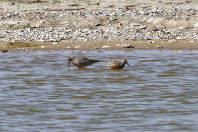 KanoetRed Knot