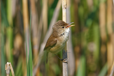 KarekietEurasian Reed Warbler