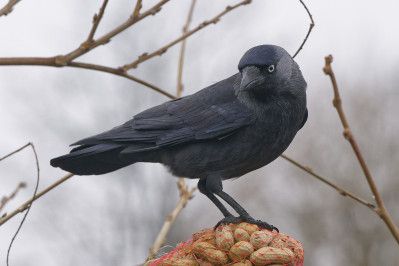 KauwWestern Jackdaw