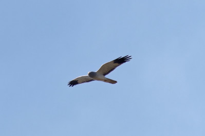 Blauwe Kiekendief /mHen Harrier /m