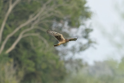 Blauwe Kiekendief /vHen Harrier /f