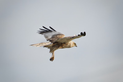 Bruine Kiekendief /mWestern Marsh Harrier /m