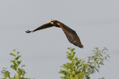 Bruine Kiekendief /vWestern Marsh Harrier /v