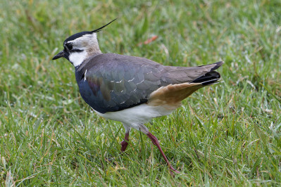 KievitNorthern Lapwing