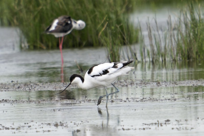 KluutPied Avocet