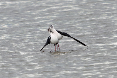 Steltkluut /mvBlack Winged Stilt /mf