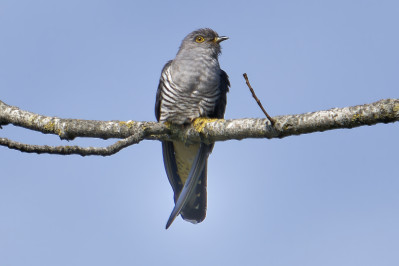 KoekoekCommon Cuckoo