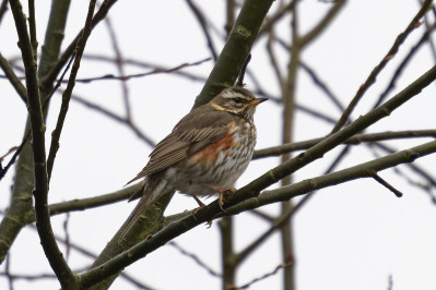 KoperwiekRedwing