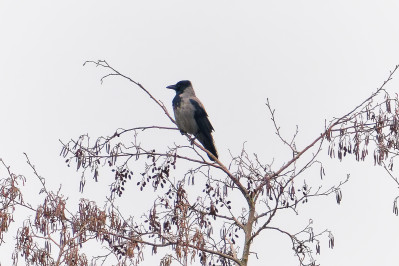 Bonte KraaiHooded Crow