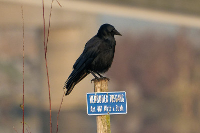 Zwarte KraaiCarrion Crow