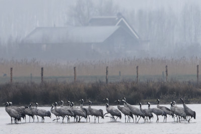 KraanvogelsCommon Crane