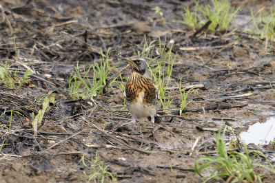 KramsvogelFieldfare