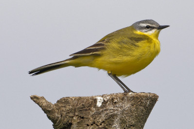 Gele Kwikstaart /mBlue-headed Wagtail /m