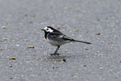 RouwkwikstaartPied Wagtail