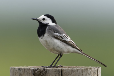 Witte KwikstaartWhite Wagtail