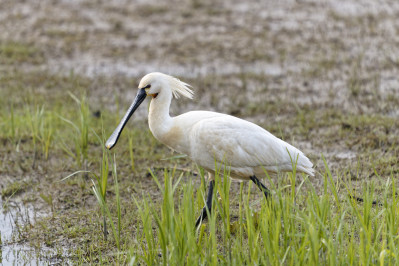 LepelaarEurasian Spoonbill