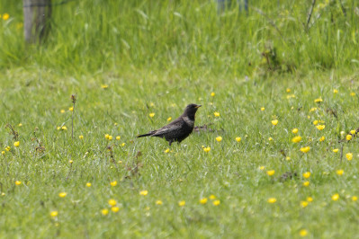 Beflijster /vRing Ouzel /f