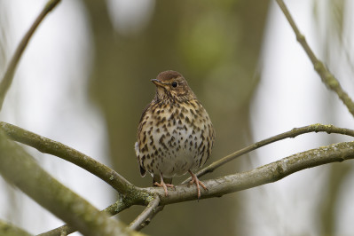 ZanglijsterSong Thrush