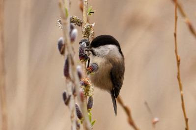 MatkopWillow Tit