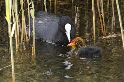 MeerkoetEurasian Coot 