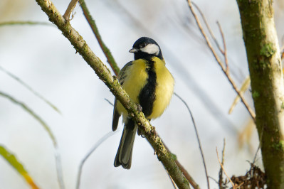 Koolmees /mGreat Tit /m