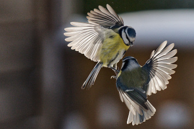 PimpelmeesEurasian Blue Tit