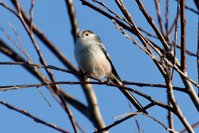 StaartmeesLong-tailed Tit