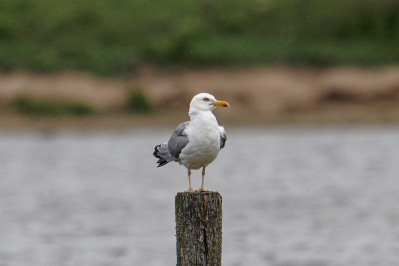 GeelpootmeeuwYellow-legged Gull