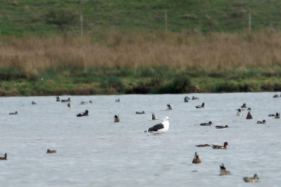 Grote MantelmeeuwGreat Black-backed Gull