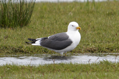 Kleine MantelmeeuwLesser Black Backed Gull