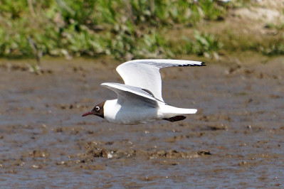 KokmeeuwBlack-headed Gull