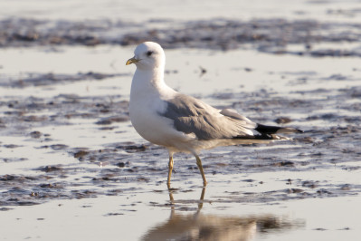 StormmeeuwMew Gull