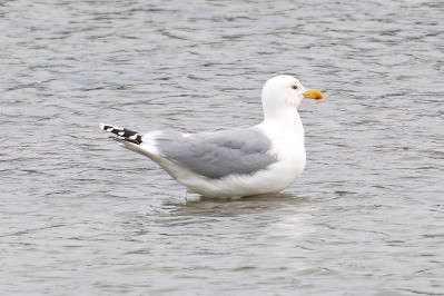 ZilvermeeuwEuropean Herring Gull