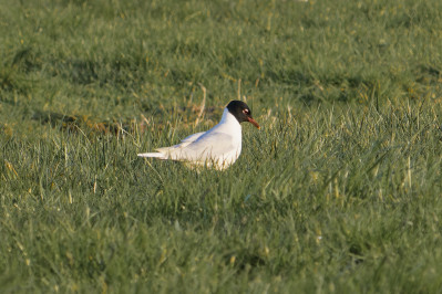 ZwartkopmeeuwMediterranean Gull