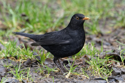 Merel /mCommon Blackbird /m