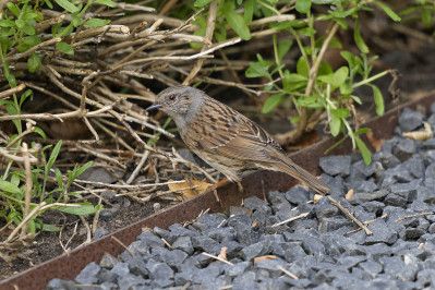 HeggenmusDunnock