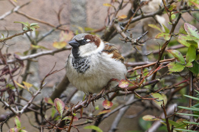 Huismus /mHouse Sparrow /m