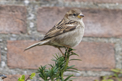 Huismus /vHouse Sparrow /f