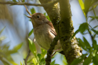 NachtegaalCommon Nightingale