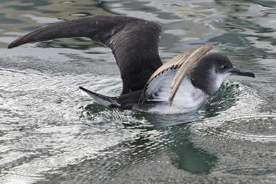 Noordse PijlstormvogelManx Shearwater