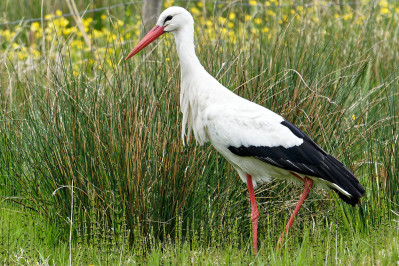 Witte OoievaarWhite Stork