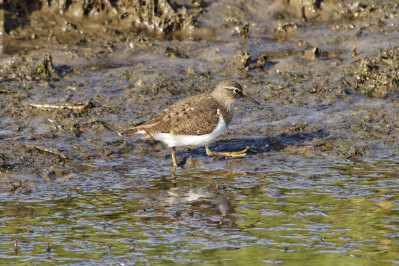 OeverloperCommon Sandpiper