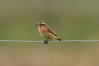 Paapje /vWhinchat /f