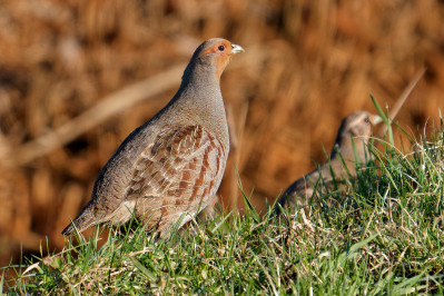 PatrijsGrey Partridge